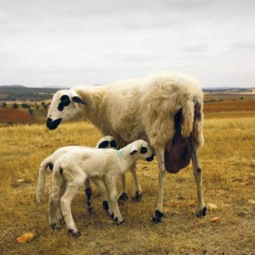 lechazo tierra de sabor,