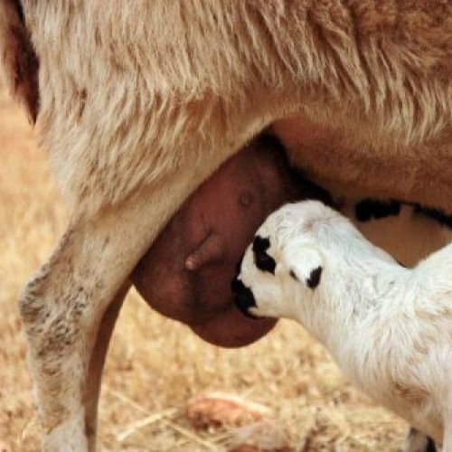 lechazo Tierra de Sabor