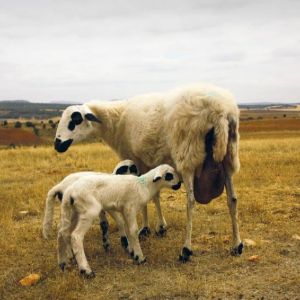 lechazo tierra de sabor,